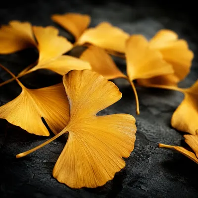 Ginkgo Biloba — blood circulation supplement ingredient supporting nitric oxide and male performance
